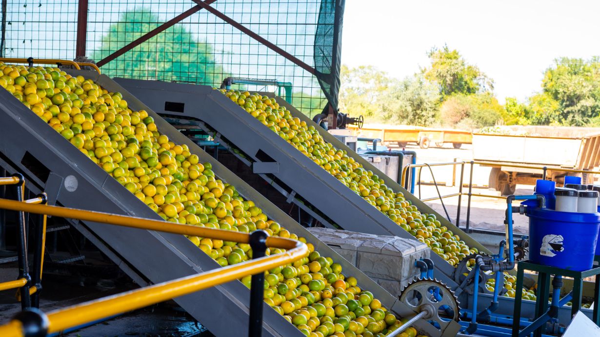 Nottingham Orchards: A Legacy of Citrus and Abundance